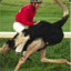 Diploside