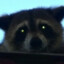 Raccoon