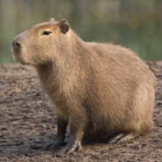 Capybara