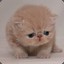 Sad Cat :(