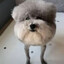 Crusty dog