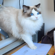 打了我队友，就不能打我了哟