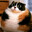 котость338