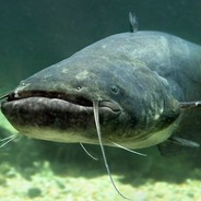 The Mighty Catfish