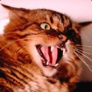 Tourettes Cat