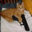 cat with a gat