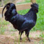 big black cockerel