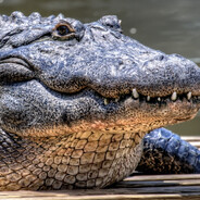 krokodil