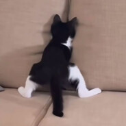 墙头有亿点点多的me