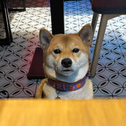 Shiba Inu - steam id 76561199060105134
