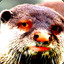 Squirtlè