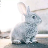 Rabbit-USA
