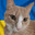 Antoshka