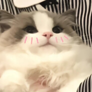 药药菜菜吃药药