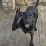 海南鼠王陈柏宇