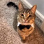 Distinguished gentlecat