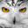 Steam avatar of Vega068