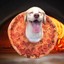 Dog Wit The Pizza On Em