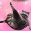 ThaRaccoon
