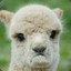 UnHappyAlpaca