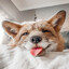 Kibitka_LoL