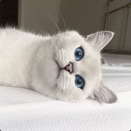 † HEARTLEESPROJECT †