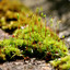 Moss