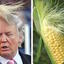 Donald-on-the-Cob