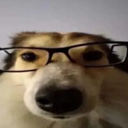 studious ass dog