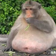 marmality