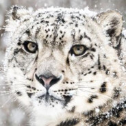 重生之我是蛭石雪暴