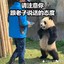 【咕咕】小黑星