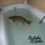 poisson-dans-le-bain