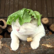 Lettuce Cat