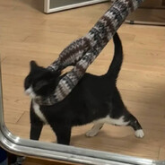 菜但爱玩（超级卡顿版