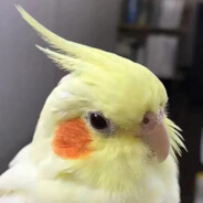 凤敏