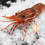 Gamba®