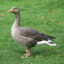 duck511
