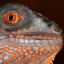 Iguanidae