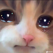 又菜又可爱的猫猫