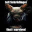 schrodinger s. cat
