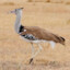 kori bustard