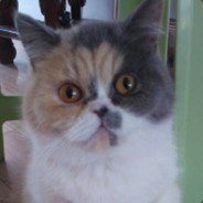 动力牛子，等级四！