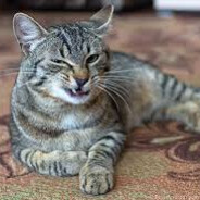 ДАМИР ХУЙНЯ