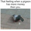 Money Pigeon