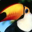 Tucan