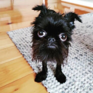 алах на тревелах