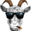theZiesi