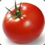 TOMATOE