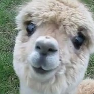 Alpaca